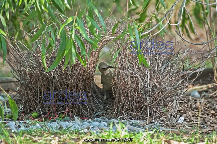 : Great Bowerbird : Great Bowerbird