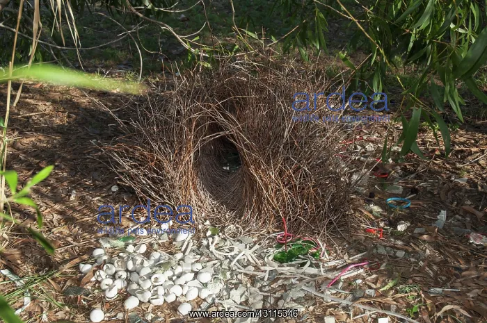 : Great Bowerbird : Great Bowerbird