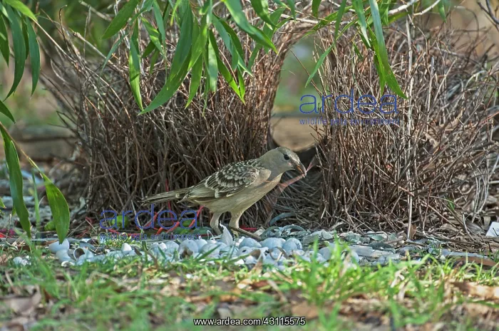 : Great Bowerbird : Great Bowerbird