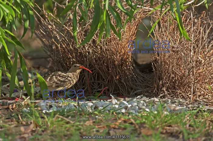 : Great Bowerbird : Great Bowerbird
