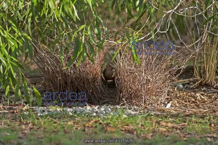 : Great Bowerbird : Great Bowerbird