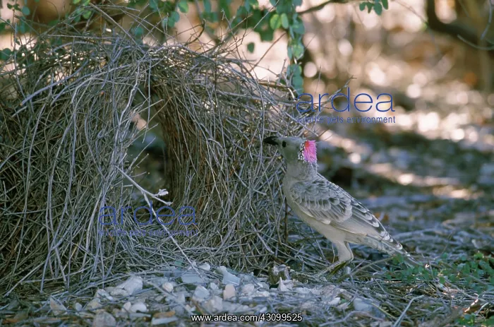 : Great Bowerbird (Chlamydera nuchalis) : Great Bowerbird (Chlamydera nuchalis)