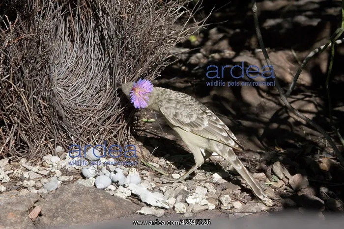 : Great Bowerbird - Displaying at a bower near Little : Great Bowerbird - Displaying at a bower near Little