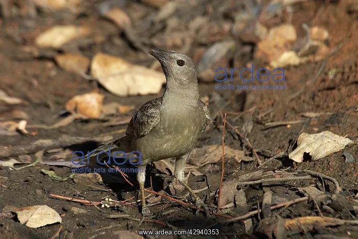 : Great Bowerbird - Drinking at a remnant pool in : Great Bowerbird - Drinking at a remnant pool in