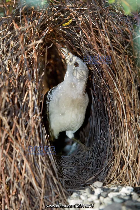 : Great Bowerbird - male Bowerbird embellishing its : Great Bowerbird - male Bowerbird embellishing its