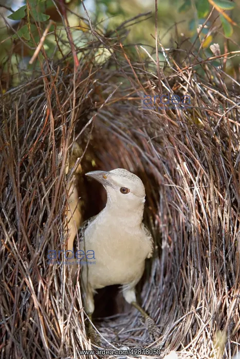 : Great Bowerbird - male Bowerbird standing inside : Great Bowerbird - male Bowerbird standing inside