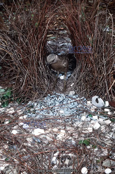 : GREAT BOWERBIRD - male replacing twig in bower : GREAT BOWERBIRD - male replacing twig in bower