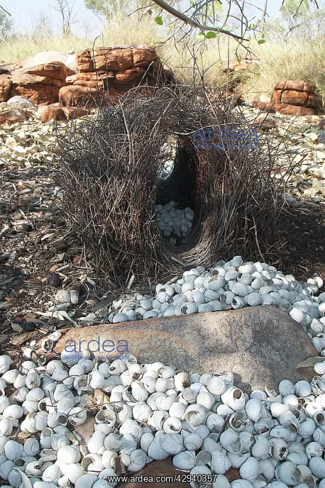 : Great Bowerbird's bower - This bower was placed : Great Bowerbird's bower - This bower was placed
