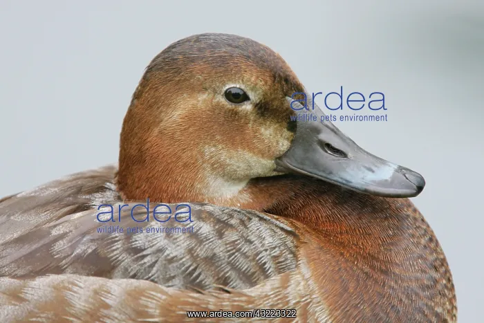 : Great Britain, London. Close-up of pochard : Great Britain, London. Close-up of pochard