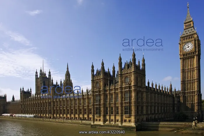: Great Britain, London. View of Big Ben and : Great Britain, London. View of Big Ben and