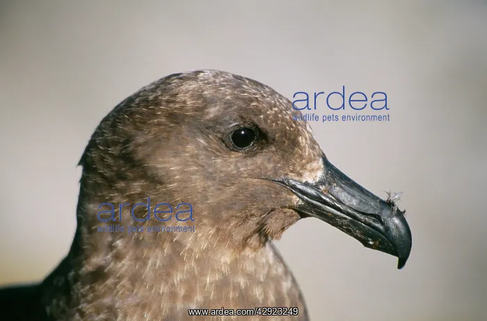 : Great / Brown SKUA - head, side view : Great / Brown SKUA - head, side view