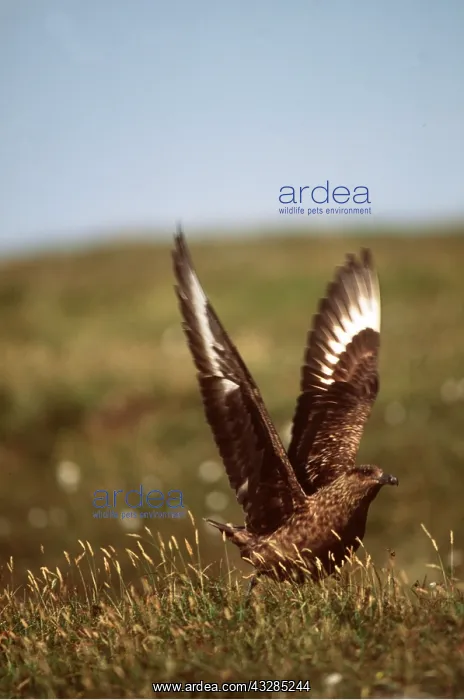 : Great / Brown / Southern Skua - Aggressive display : Great / Brown / Southern Skua - Aggressive display