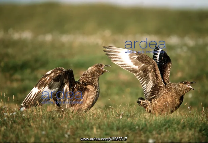 : Great / Brown / Southern Skua - Aggressive display : Great / Brown / Southern Skua - Aggressive display