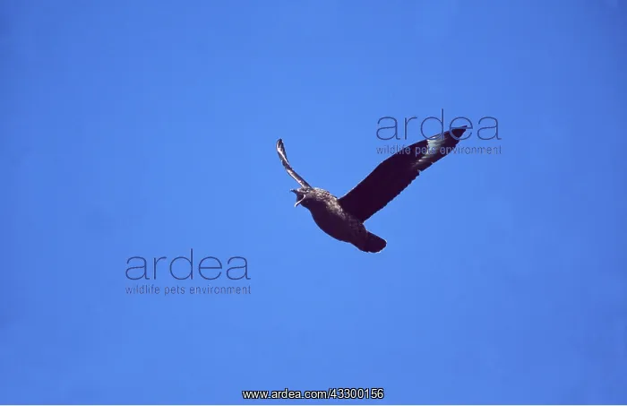 : Great / Brown / Southern Skua - Calling in flight : Great / Brown / Southern Skua - Calling in flight