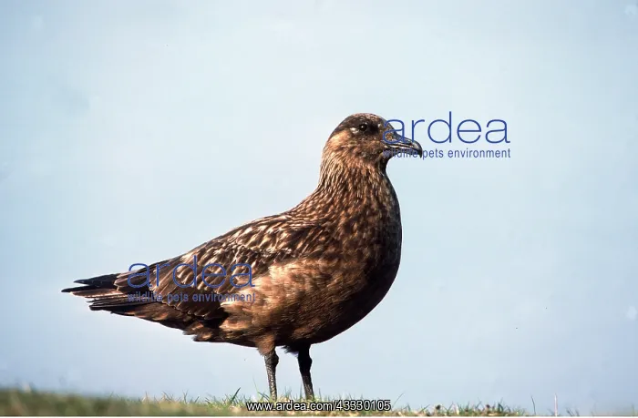 : Great / Brown / Southern Skua - Shetlands, UK : Great / Brown / Southern Skua - Shetlands, UK