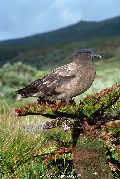 : Great / Brown / Southern Skua - (Subantarctic) : Great / Brown / Southern Skua - (Subantarctic)