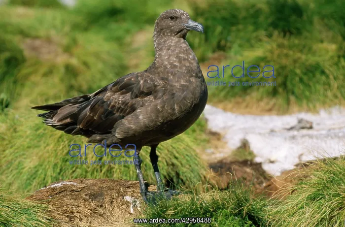 : Great / Brown / Southern Skua - (Subantarctic) : Great / Brown / Southern Skua - (Subantarctic)