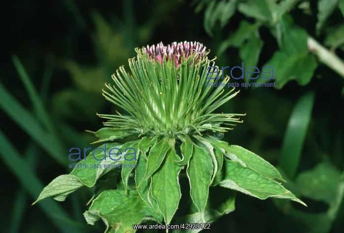 : Great BURDOCK - in flower : Great BURDOCK - in flower