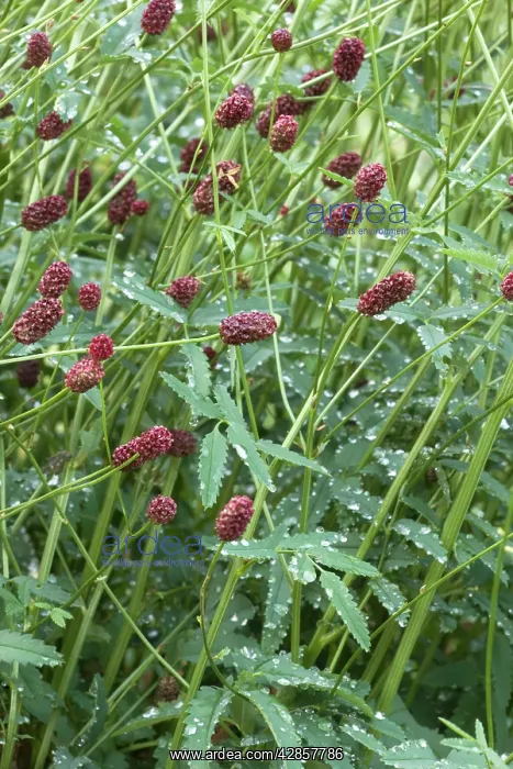 : Great burnet : Great burnet