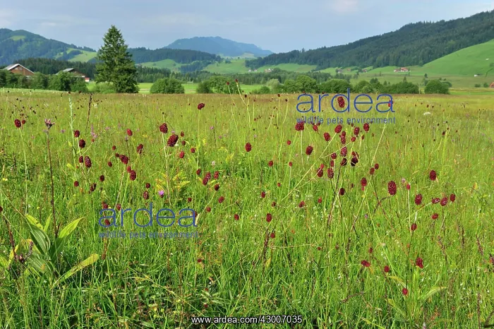 : Great Burnet highmoor Rothenthurm : Great Burnet highmoor Rothenthurm