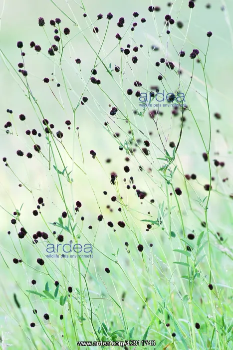  : Great Burnet - stalks and flower heads