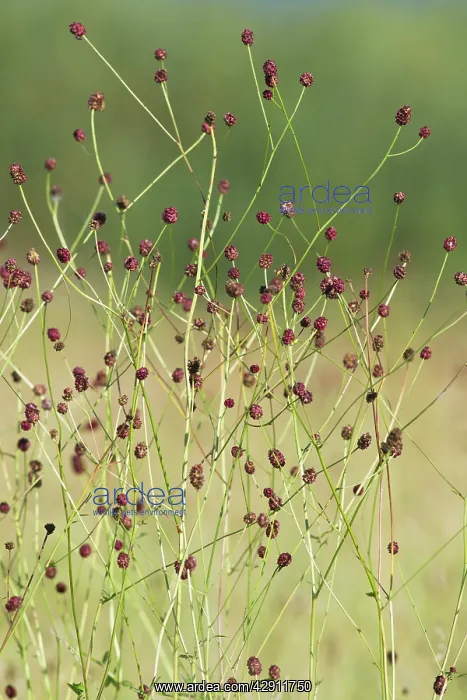: Great Burnet - stalks and flower heads : Great Burnet - stalks and flower heads