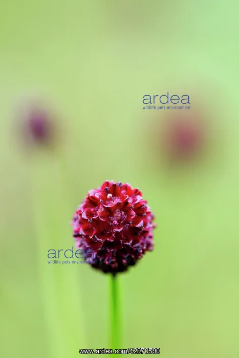 : Great Burnet - Summer : Great Burnet - Summer
