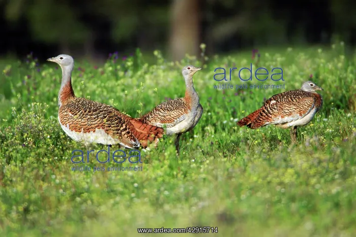 : Great Bustard - 3 females on meadow : Great Bustard - 3 females on meadow