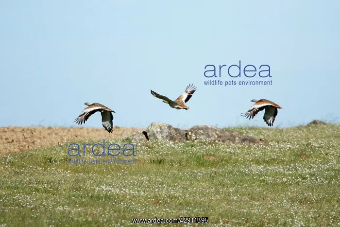  : Great Bustard - 3 in flght