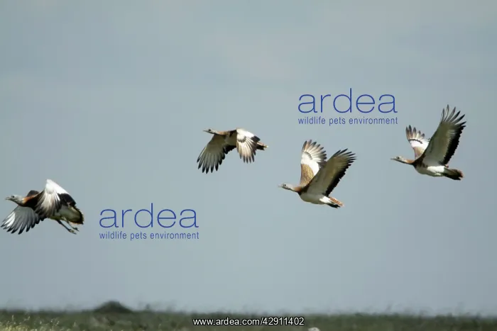 : Great Bustard - 4 in flght : Great Bustard - 4 in flght