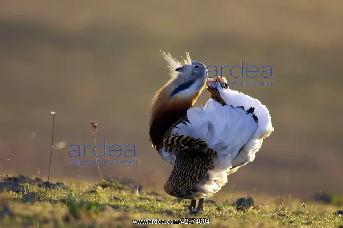 : Great Bustard : Great Bustard