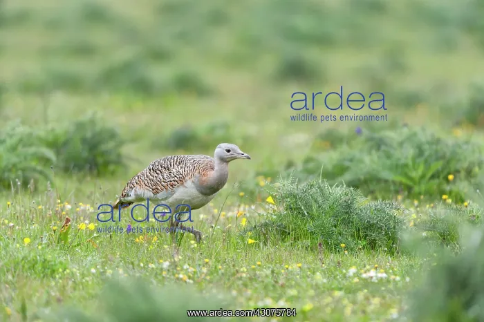 : Great Bustard : Great Bustard