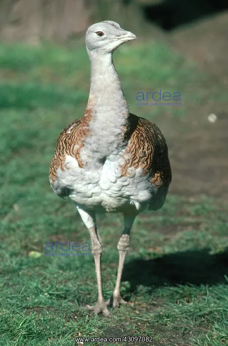 : Great Bustard : Great Bustard