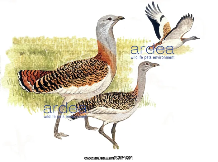 : Great Bustard : Great Bustard