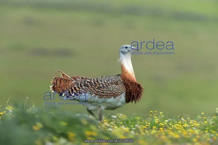 : Great Bustard : Great Bustard