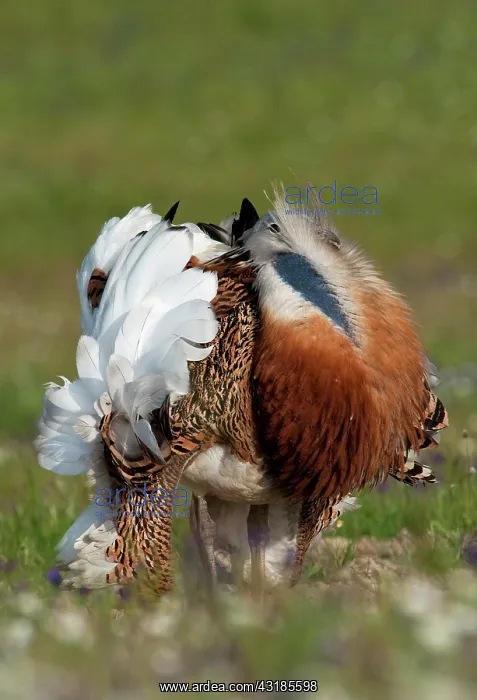 : Great Bustard : Great Bustard