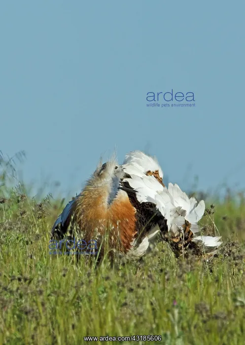 : Great Bustard : Great Bustard