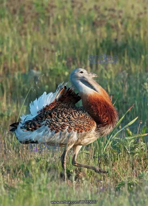 : Great Bustard : Great Bustard