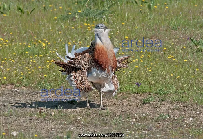 : Great Bustard : Great Bustard