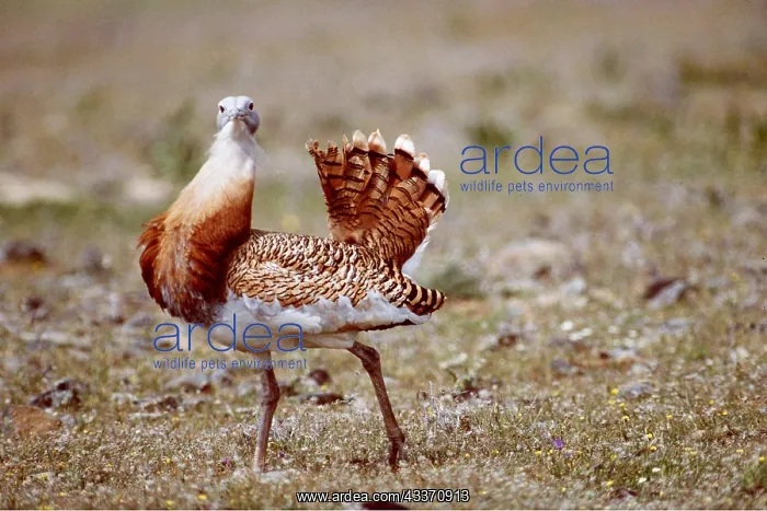 : GREAT BUSTARD - close-up : GREAT BUSTARD - close-up