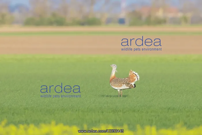 : Great Bustard cock : Great Bustard cock