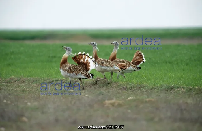 : Great Bustard - three displaying : Great Bustard - three displaying