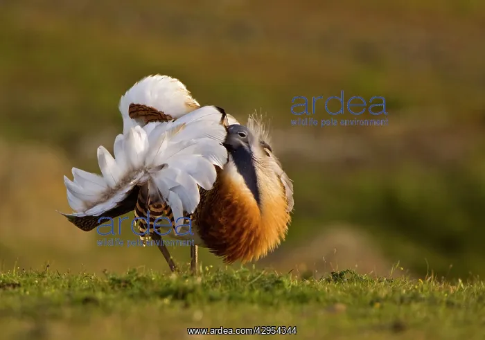 : Great Bustard - displaying late evening on Spanish Steppe : Great Bustard - displaying late evening on Spanish Steppe