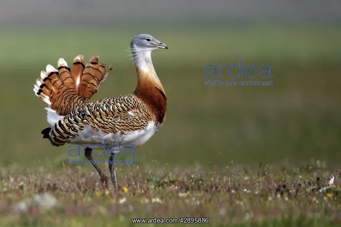 : Great Bustard displaying male : Great Bustard displaying male