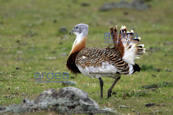 : Great Bustard displaying male : Great Bustard displaying male