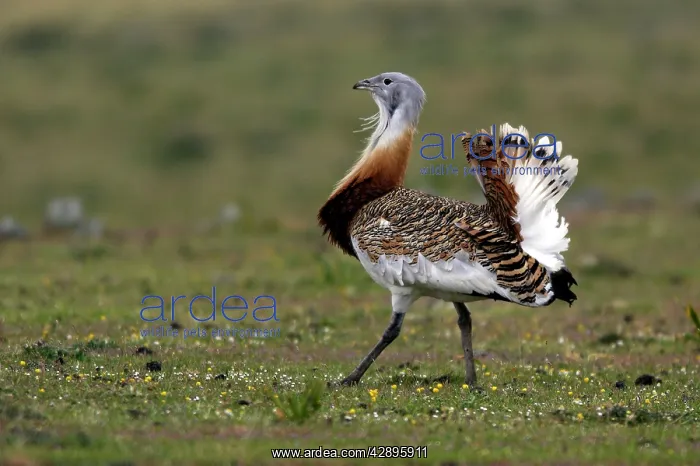 : Great Bustard displaying male : Great Bustard displaying male