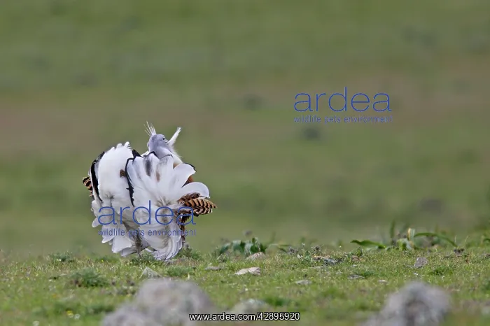 : Great Bustard displaying male : Great Bustard displaying male