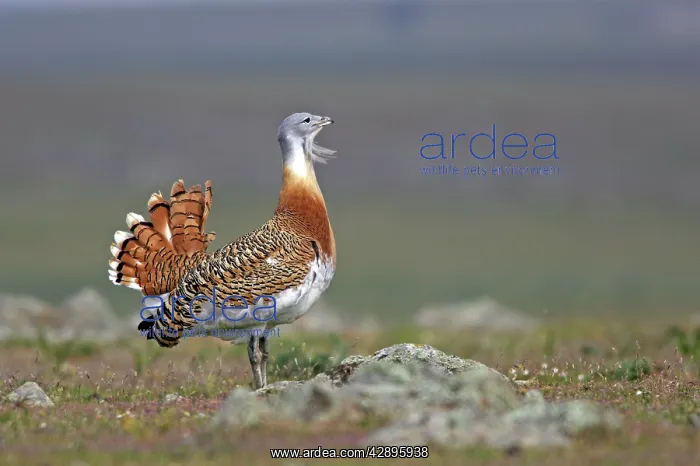 : Great Bustard displaying male : Great Bustard displaying male