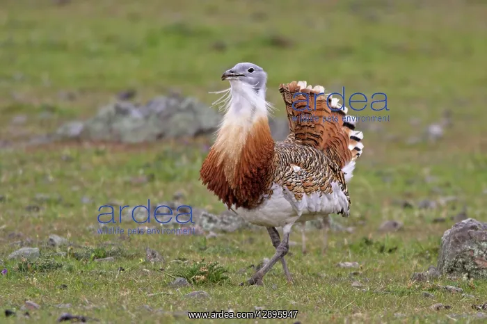: Great Bustard displaying male : Great Bustard displaying male