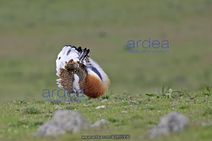  : Great Bustard displaying male